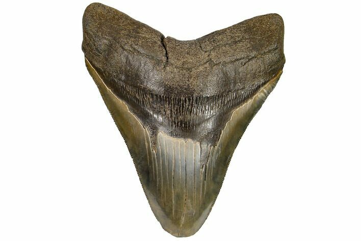 Serrated, Fossil Megalodon Tooth - Feeding Worn Tip #186654